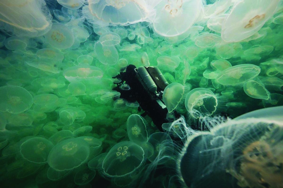 Roger Horrocks delves into a jellyfish bloom. (Image courtesy of Roger Horrocks)