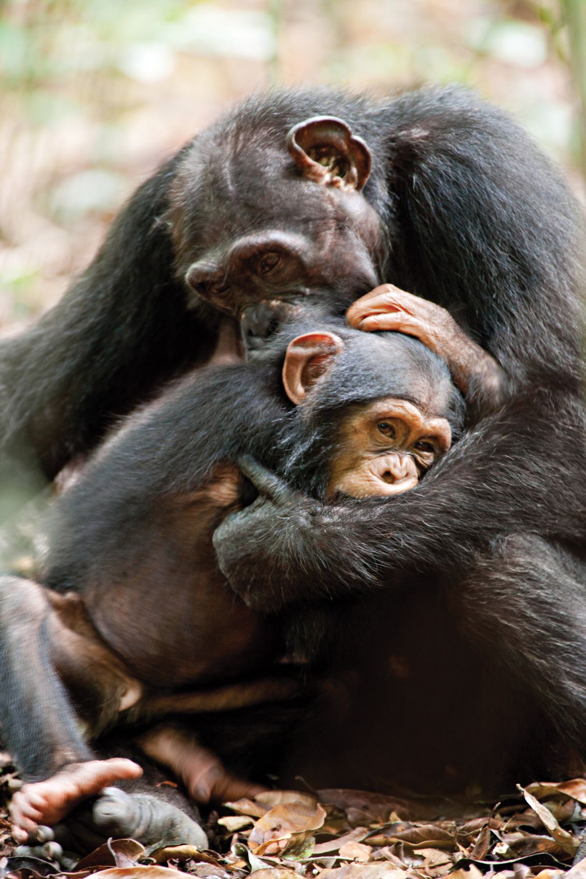 A chimpanzee with its young.