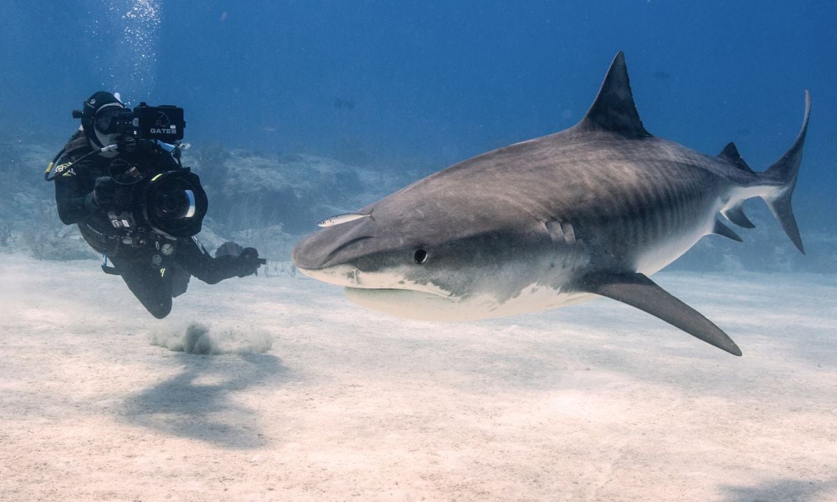 Atkins with another undersea predator.