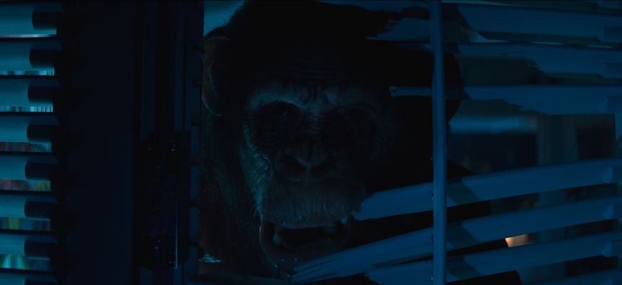 PRIMATE FRAME 017 Lifted